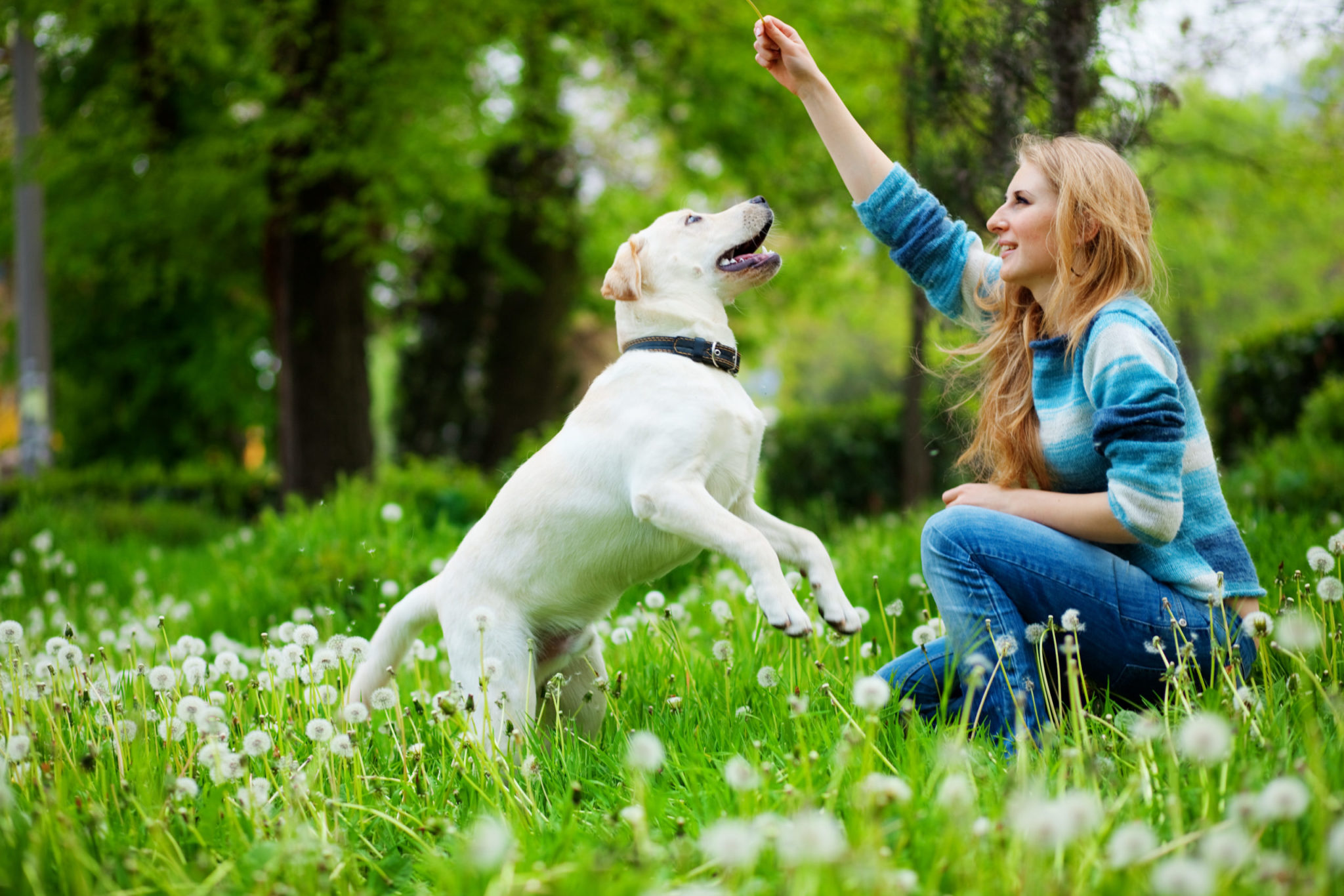 Before & After Videos Chill Out Dog Training Denver, CO
