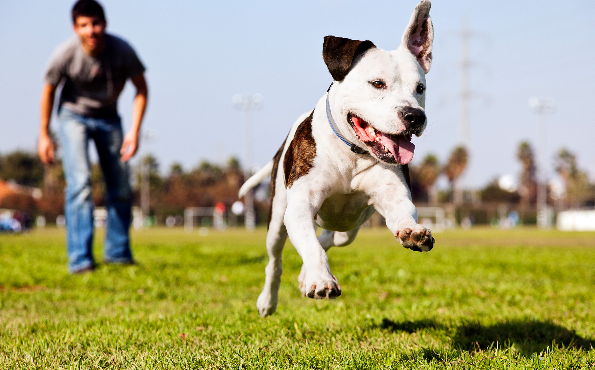 3 Rules for Going Off Leash