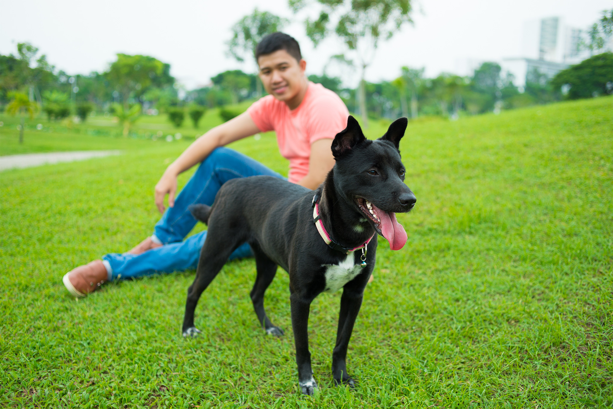 Chill Out Dog Team OneOnOne Dog Training Denver, Co