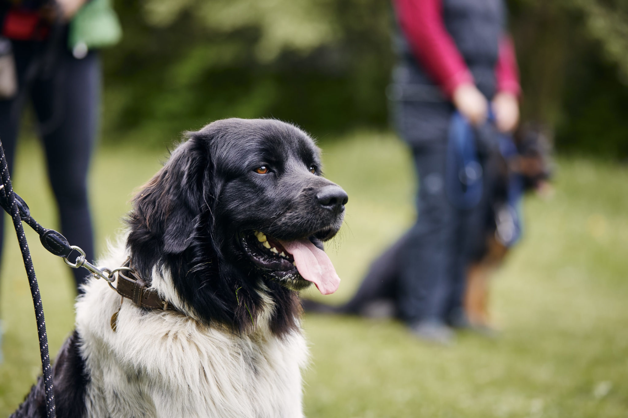 What Is a Dog Behaviorist?
