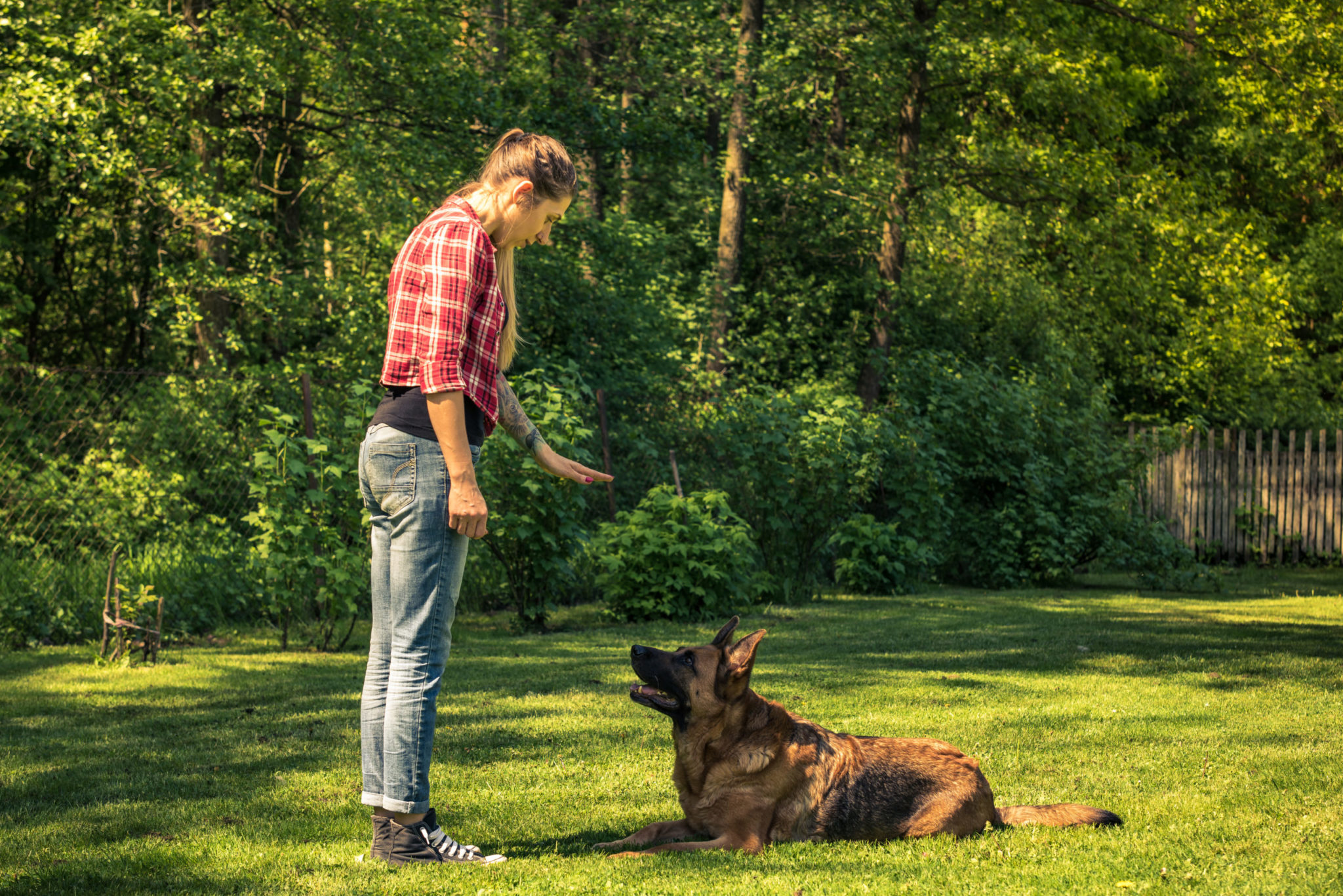 5 Strategies for Success at the Dog Park