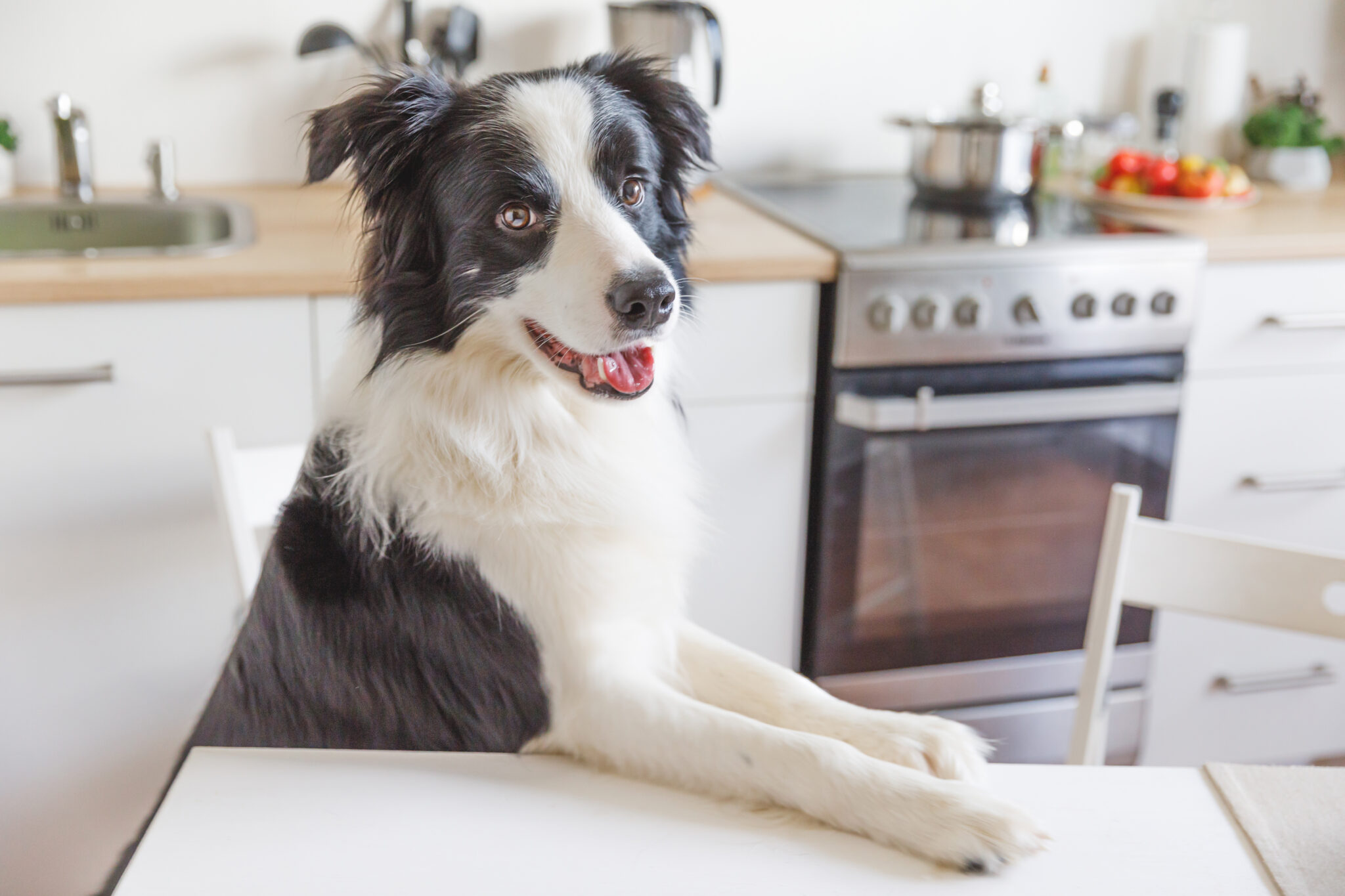 When Is In-Home Dog Training a Good Fit for Me?