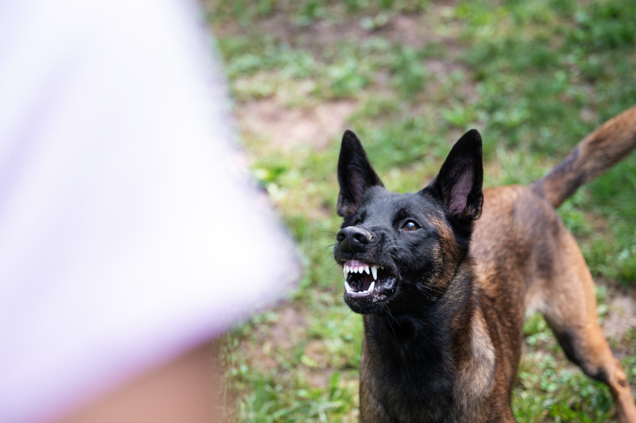 Spaniel Aggression Dog Aggression Quiz - Identify Type & Severity | Chill Out Dog